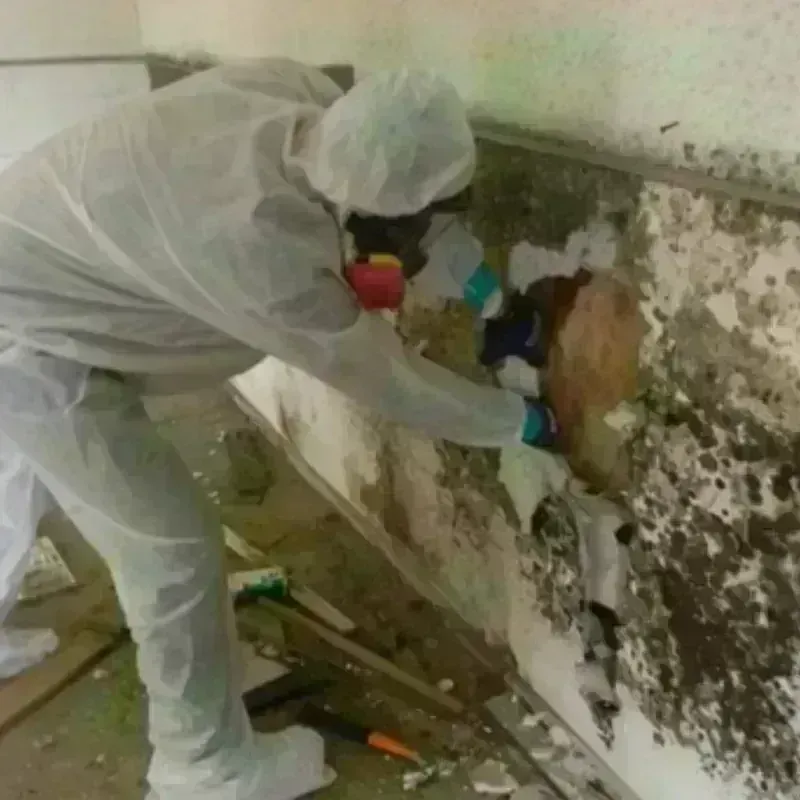 Mold Remediation and Removal in Carbondale, KS